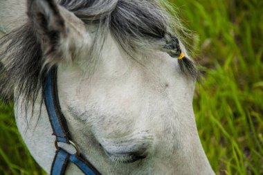 Bunlar güzel hayvanlar..