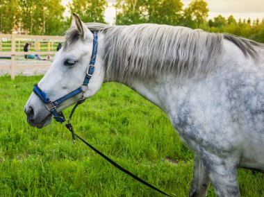 Bunlar güzel hayvanlar..