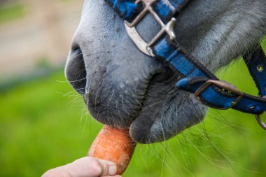 Bunlar güzel hayvanlar..