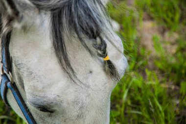 Bunlar güzel hayvanlar..