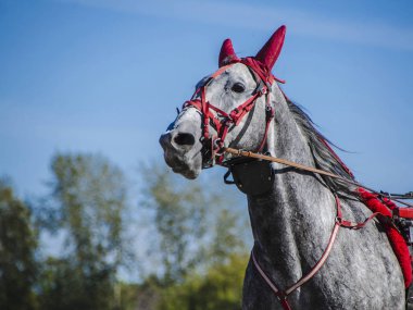Bunlar güzel hayvanlar..