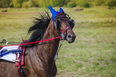 Bunlar güzel hayvanlar..