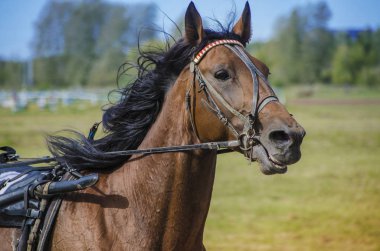 Bunlar güzel hayvanlar..