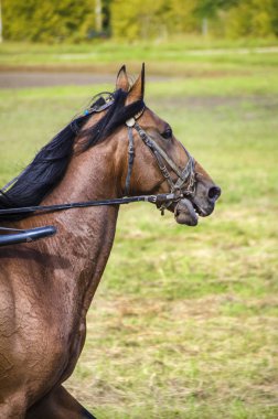 Bunlar güzel hayvanlar..