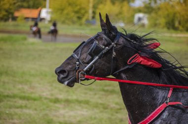 Bunlar güzel hayvanlar..