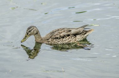 Bunlar güzel hayvanlar..
