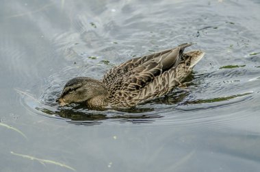Bunlar güzel hayvanlar..