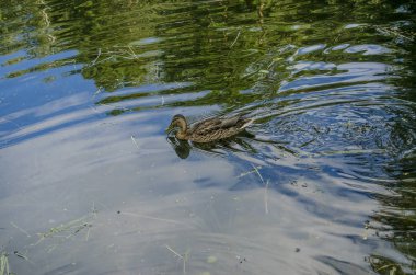 Bunlar güzel hayvanlar..