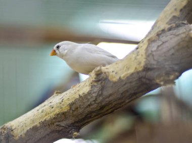 Bunlar güzel hayvanlar..