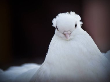 Bunlar güzel hayvanlar..