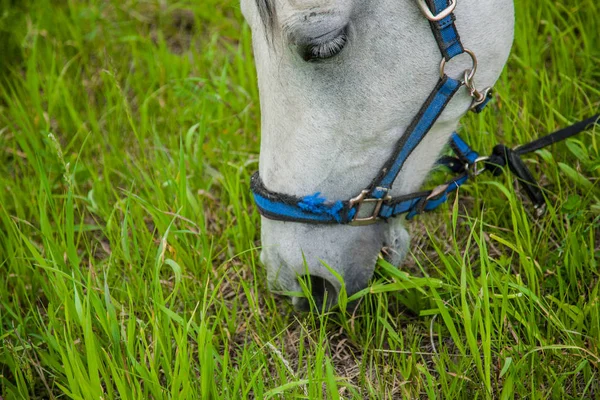 Das sind schöne Tiere. — Stockfoto