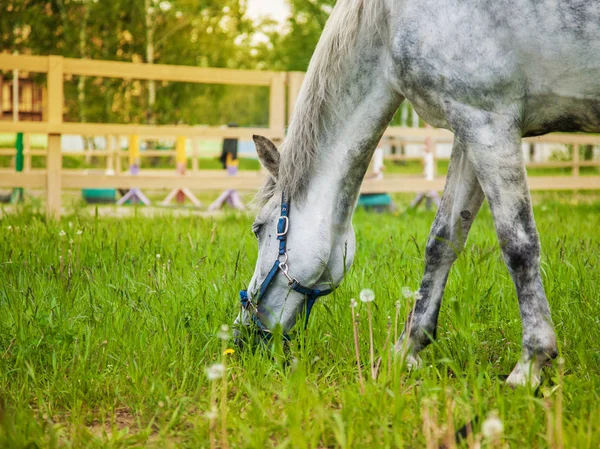 These are beautiful animals. — Stock Photo, Image