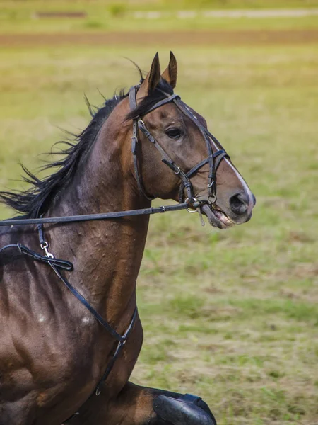 Das sind schöne Tiere. — Stockfoto