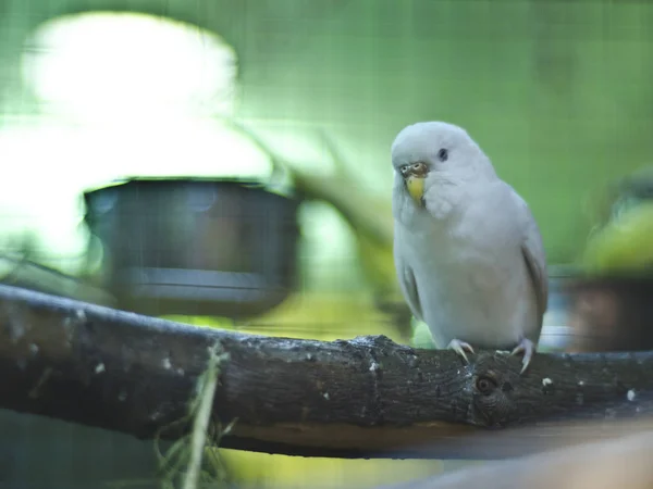 Dit zijn prachtige dieren. — Stockfoto