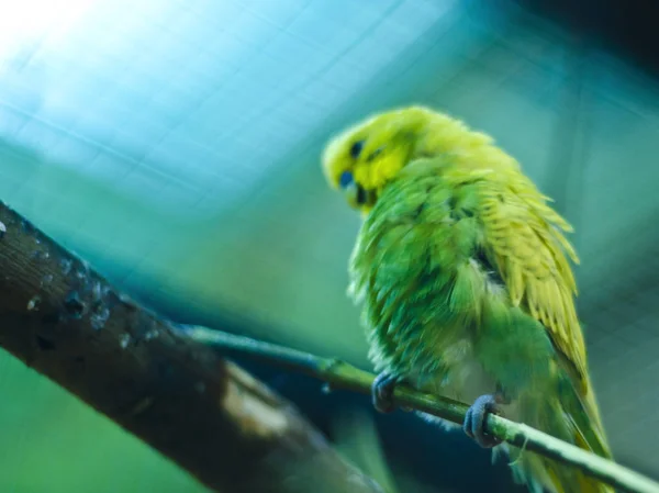 Dit zijn prachtige dieren. — Stockfoto