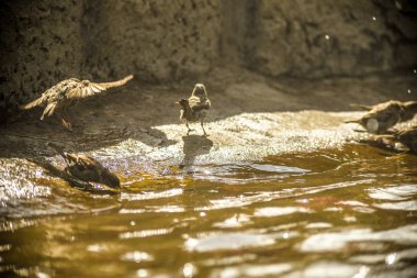 Bunlar güzel hayvanlar..