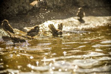 Bunlar güzel hayvanlar..