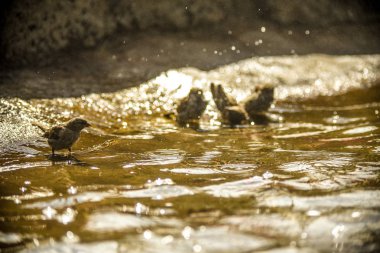 Bunlar güzel hayvanlar..