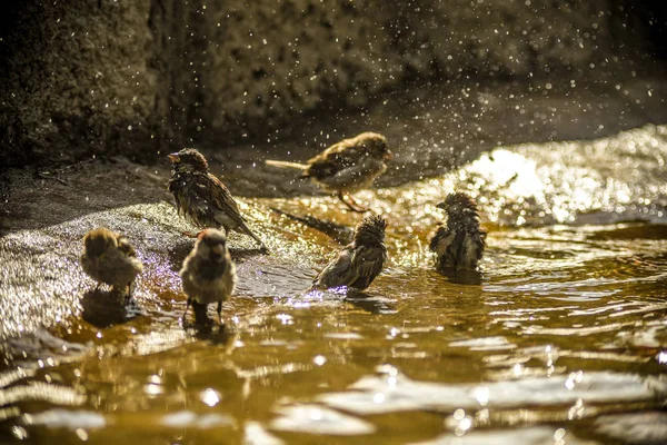 Dit zijn prachtige dieren. — Stockfoto