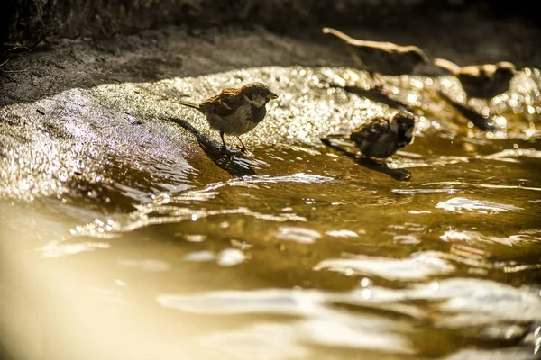 Dit zijn prachtige dieren. — Stockfoto