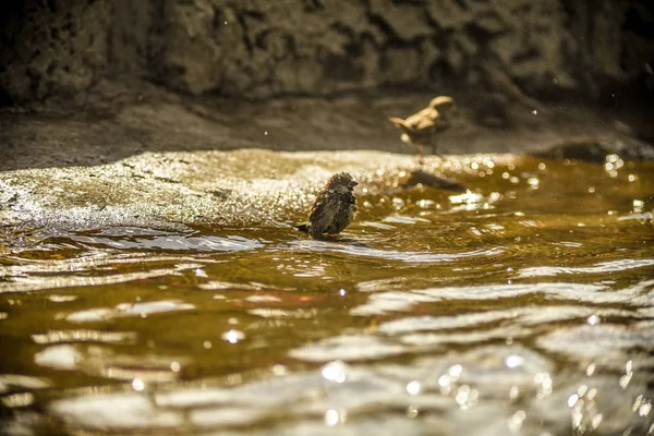 Dit zijn prachtige dieren. — Stockfoto