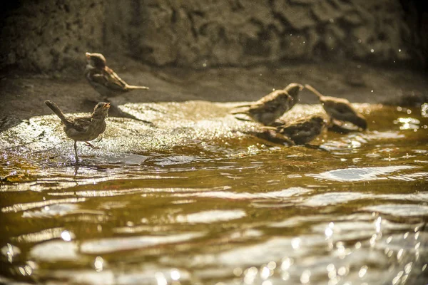 Dit zijn prachtige dieren. — Stockfoto