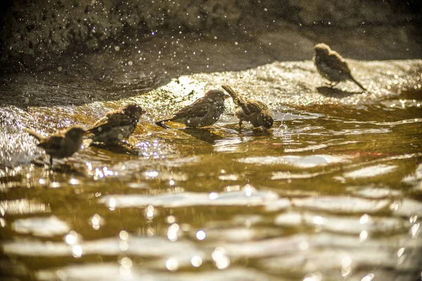 Dit zijn prachtige dieren. — Stockfoto