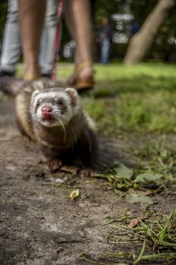 Bunlar güzel hayvanlar..
