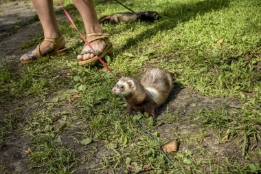 Bunlar güzel hayvanlar..