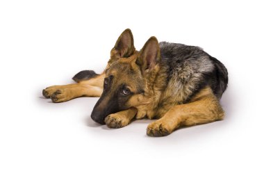 Bunlar güzel hayvanlar..