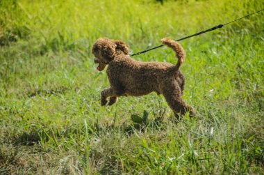 Bunlar güzel hayvanlar..