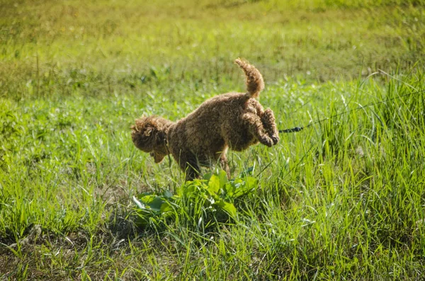 Dit zijn prachtige dieren. — Stockfoto