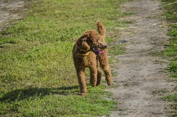 These are beautiful animals. — Stock Photo, Image