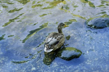 Doğanın güzel manzarası.