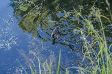 Doğanın güzel manzarası.