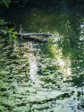 Doğanın güzel manzarası.