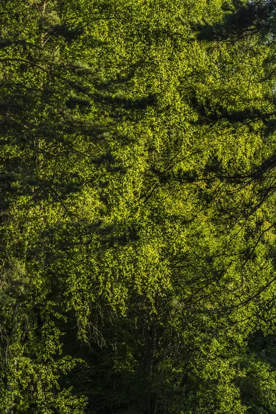 Hermosa vista de la naturaleza. — Foto de Stock