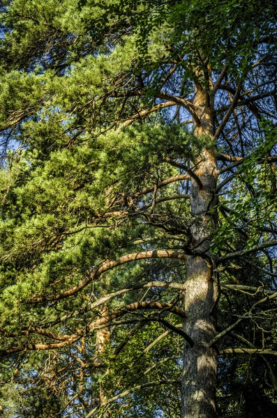 Hermosa vista de la naturaleza. —  Fotos de Stock