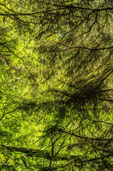 Schöne Aussicht auf die Natur. — Stockfoto