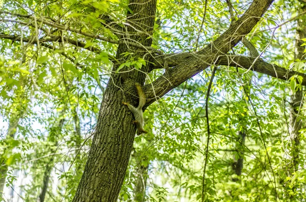 Krásný výhled na přírodu. — Stock fotografie