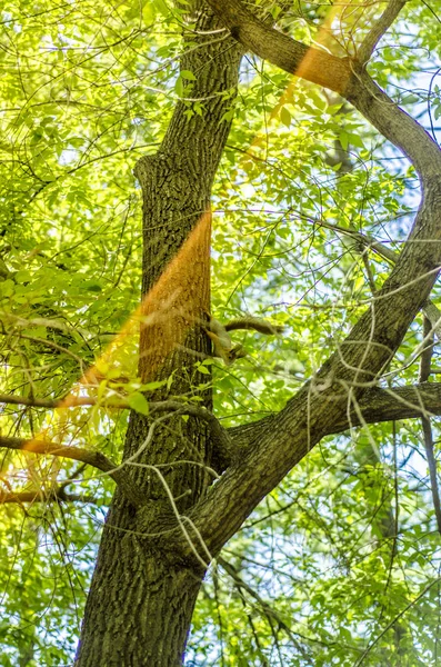 Beautiful view of nature. — Stock Photo, Image