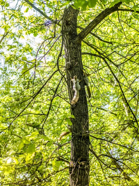 Krásný výhled na přírodu. — Stock fotografie