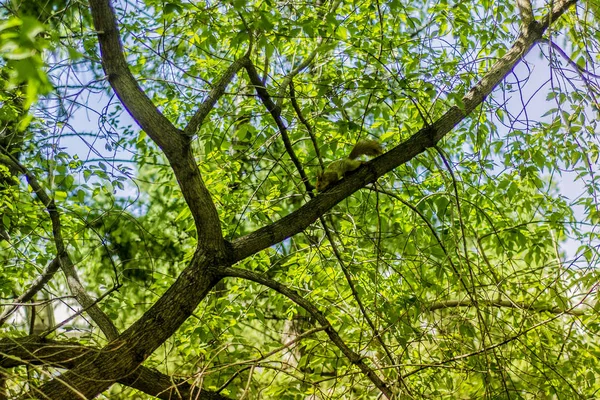 Frumoasa priveliste asupra naturii . — Fotografie, imagine de stoc