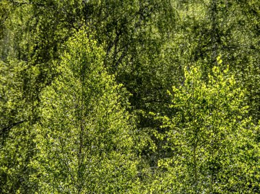 Doğanın güzel manzarası.