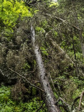 Doğanın güzel manzarası.