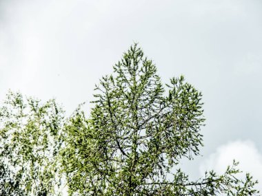 Doğanın güzel manzarası.