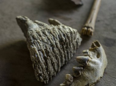 Güzel görünüm nesneleri.