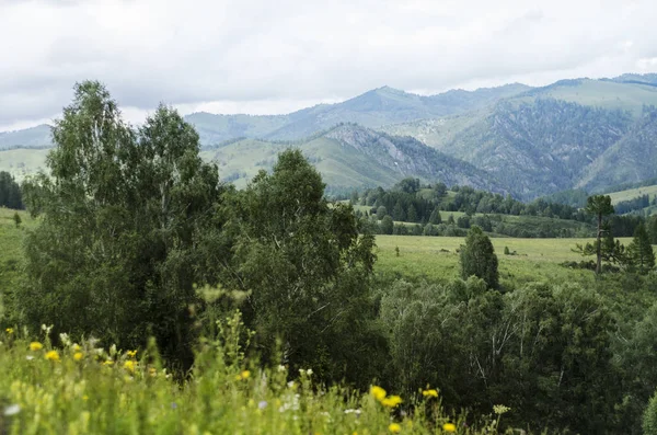 Beautiful view of nature. — Stock Photo, Image