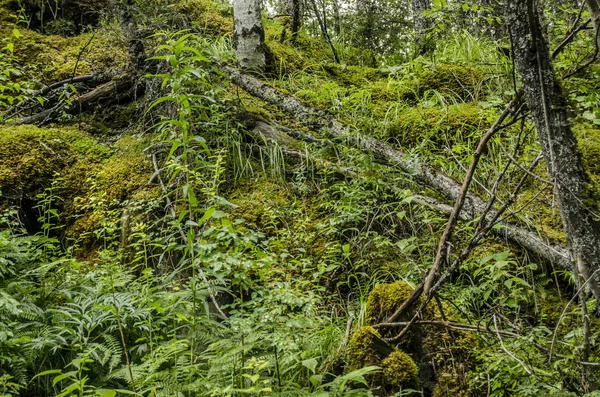 Krásný výhled na přírodu. — Stock fotografie