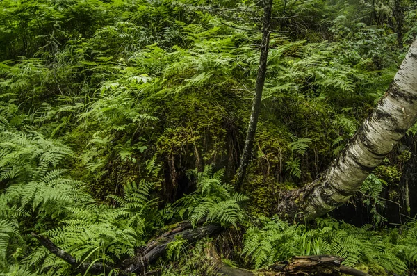 Krásný výhled na přírodu. — Stock fotografie